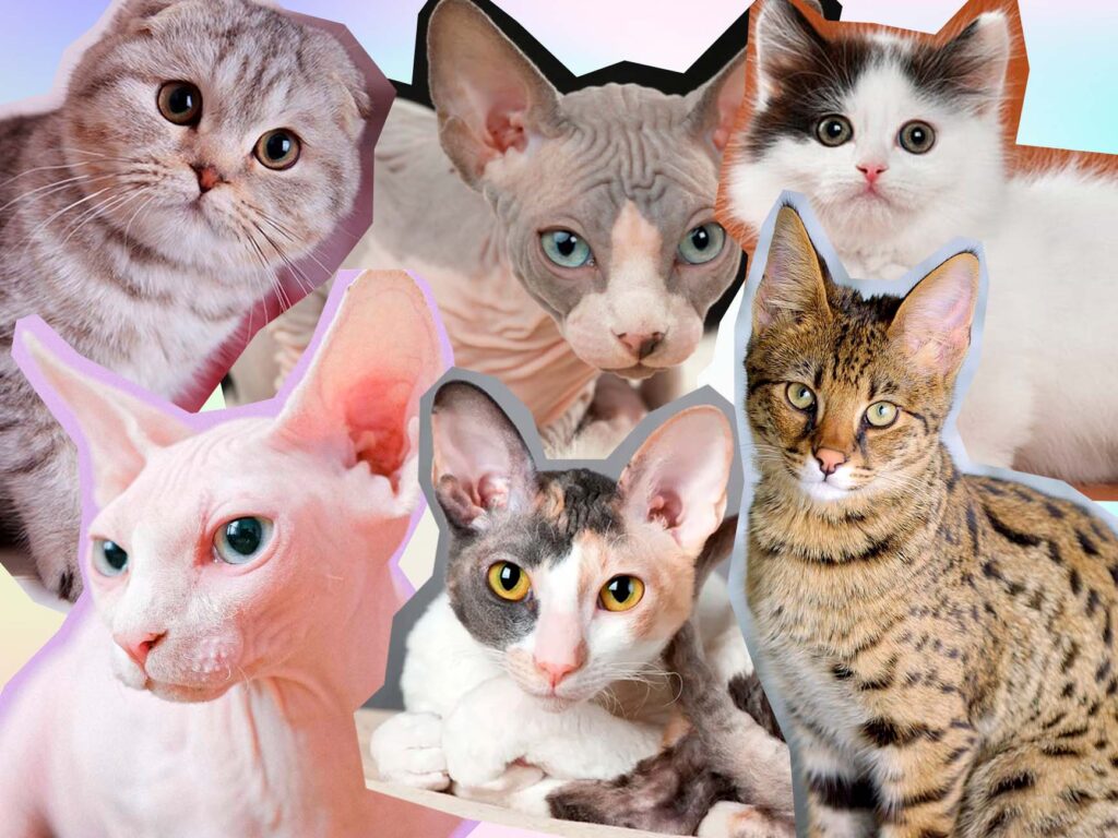 Razas De Gatos M S Raras Del Mundo Acid Magazine