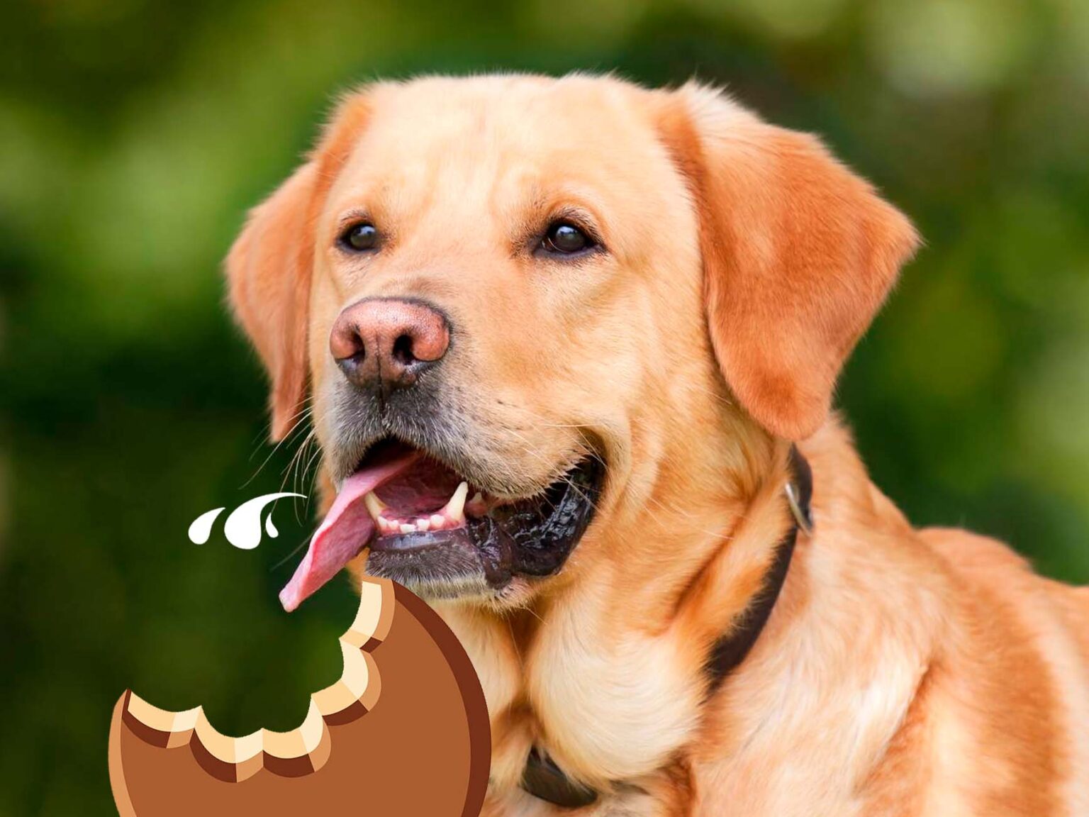Los perros con la mordida más fuerte Acid